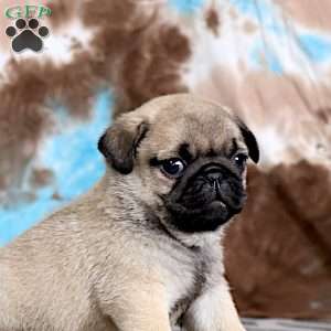 Carlos, Pug Puppy